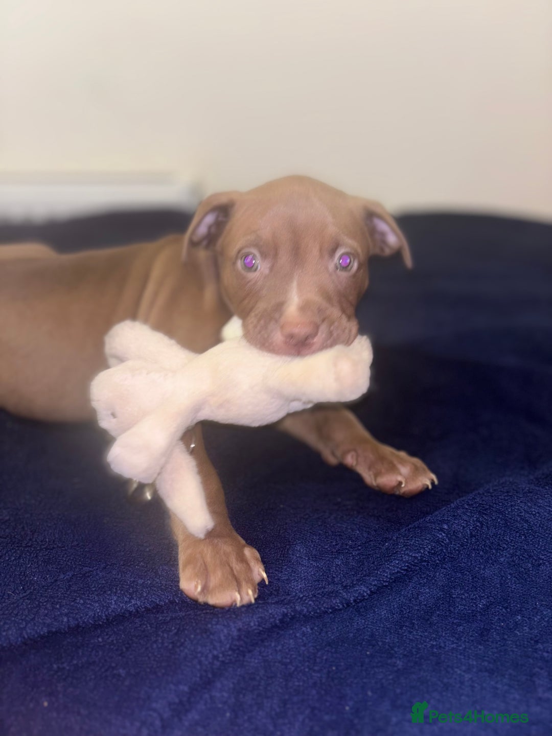Mixed Breed dogs for sale: Staff puppies for sale!!!!! Weened and Ready now!! - Image 15