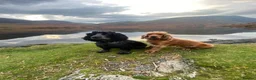 Cocker Spaniel dogs for sale: Two amazing cockers for new home  in Falmouth - Advert 6