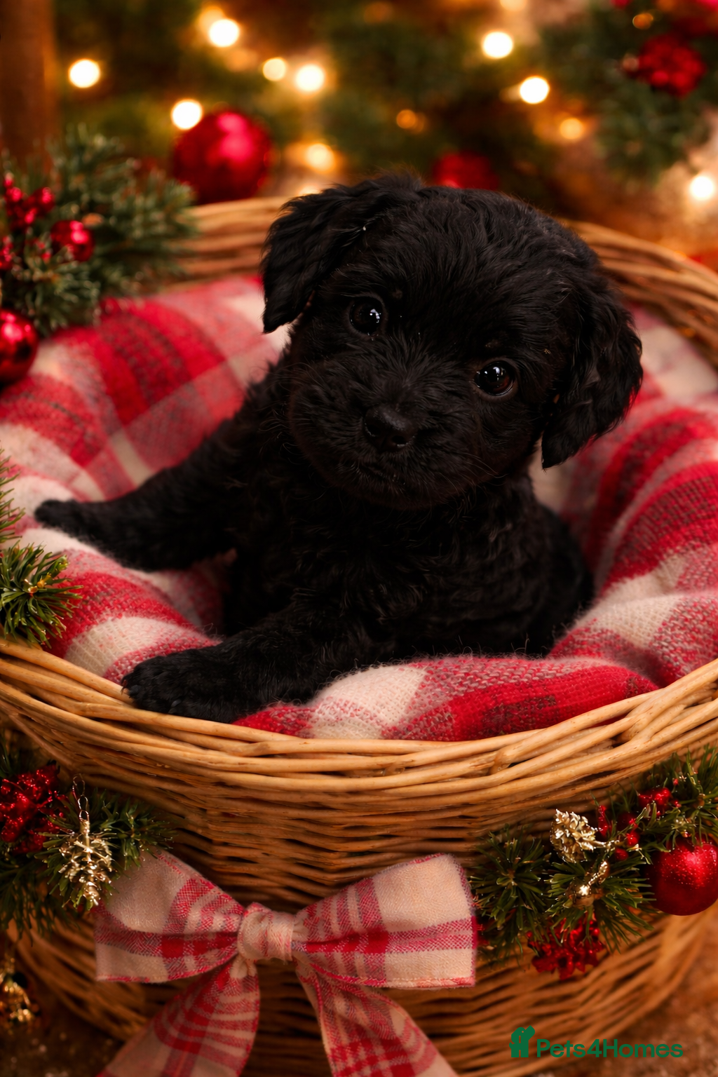 Cockapoo dogs Absolutely stunning cockapoos puppies  - Advert 1