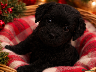 Cockapoo dogs Absolutely stunning cockapoos puppies - Advert 1