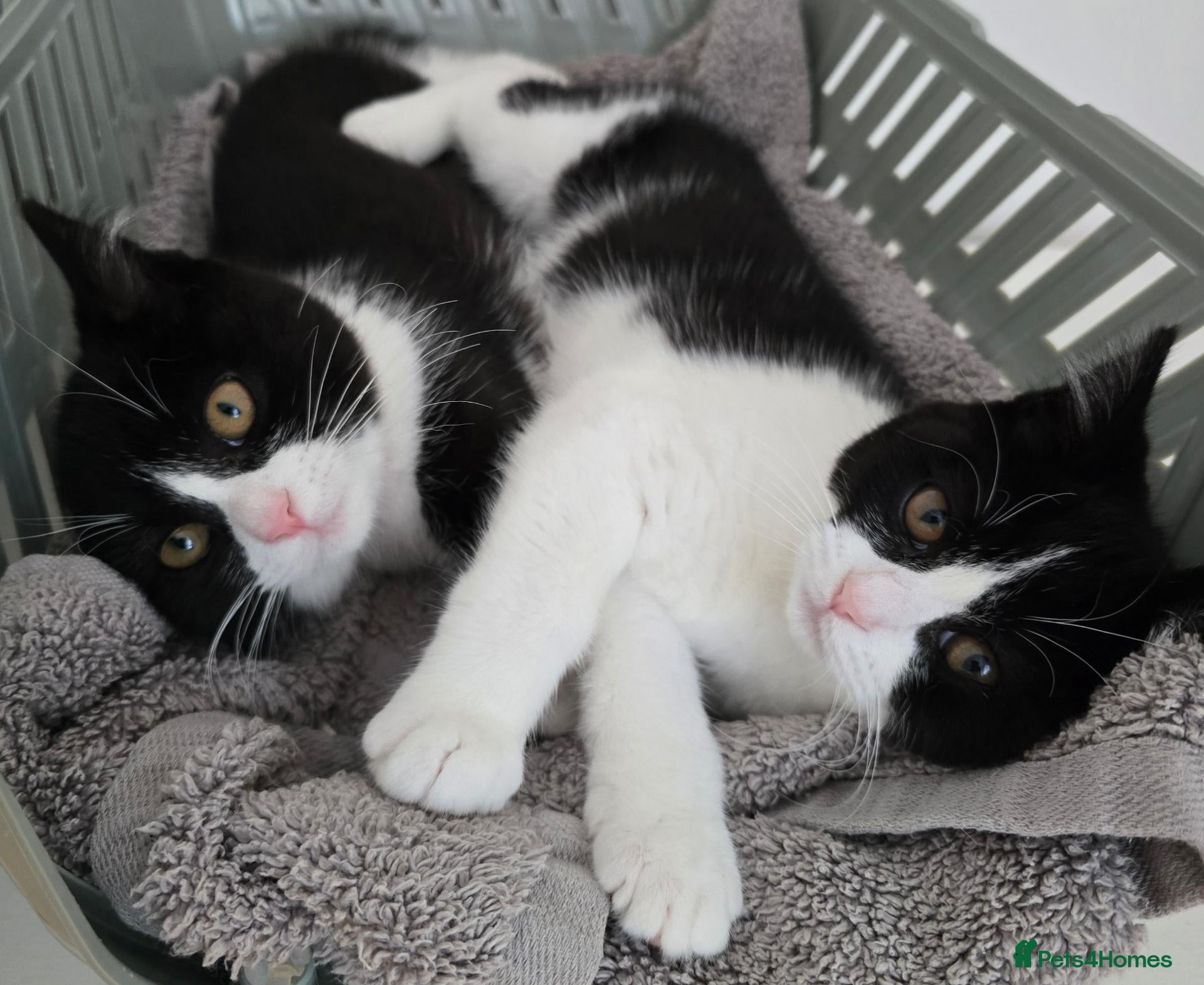Mixed Breed cats Two adorable kittens are looking for a loving home - Advert 3