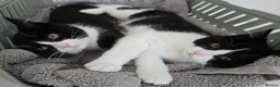 Mixed Breed cats for sale: Two adorable kittens are looking for a loving home in Kilmarnock - Advert 1