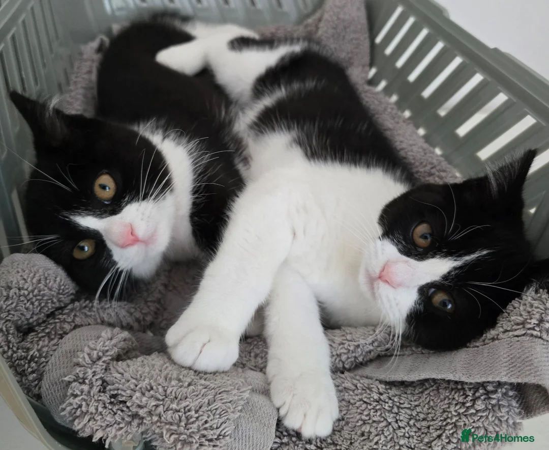 Mixed Breed cats for sale: Two adorable kittens are looking for a loving home in Kilmarnock - Advert 1