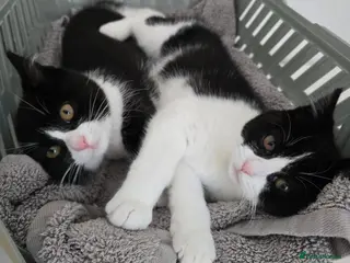 Mixed Breed cats Two adorable kittens are looking for a loving home - Advert 3
