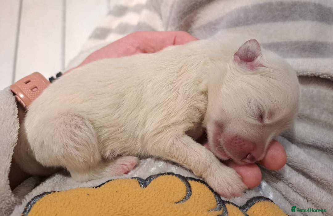 Samoyed dogs for sale: Adorable Samoyed Puppies  - Advert 6