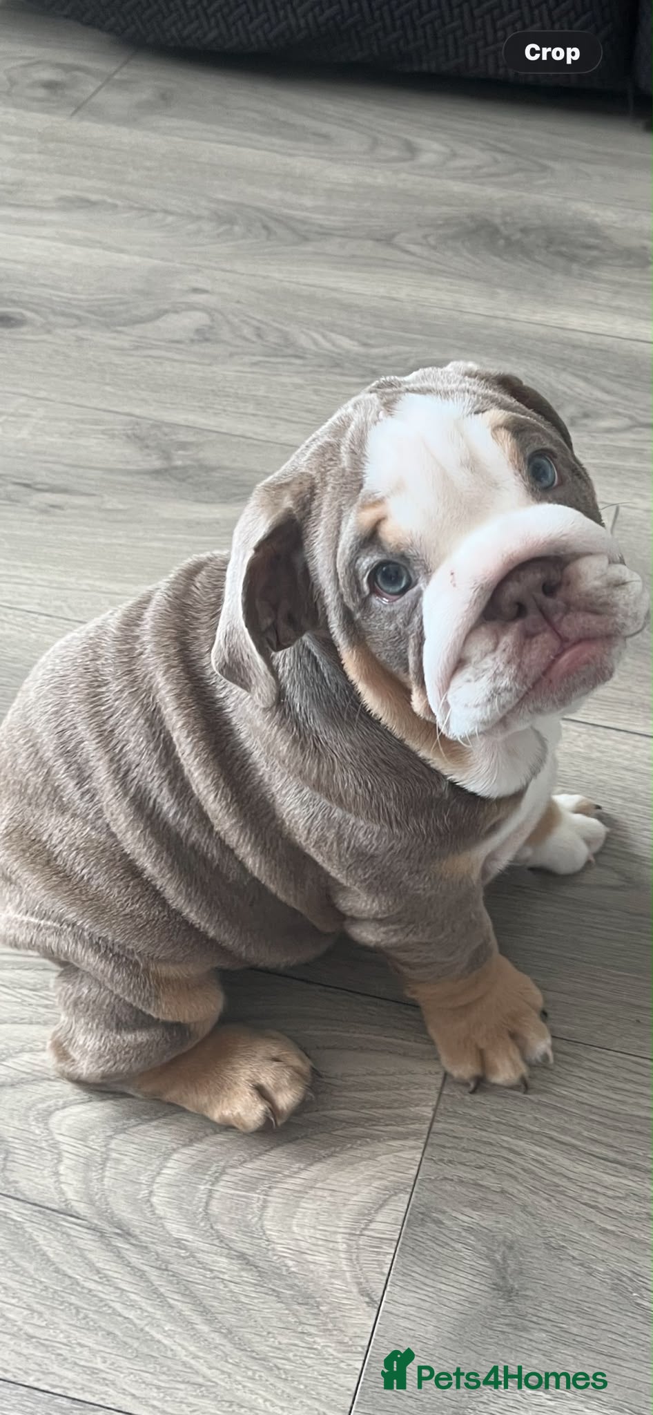 English Bulldog dogs 🐾 two females english Bulldog pups 🐾 - Advert 1