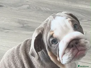 English Bulldog dogs 🐾 two females english Bulldog pups 🐾 - Advert 1