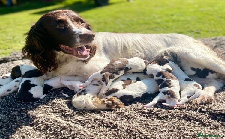 English Springer Spaniel dogs - Advert 8