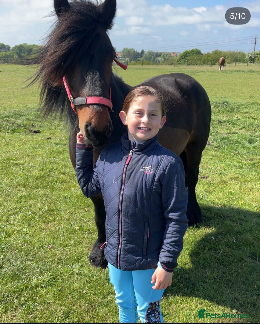 Fell horses for sale: Basil 13.2 registered fell gelding  - Image 3