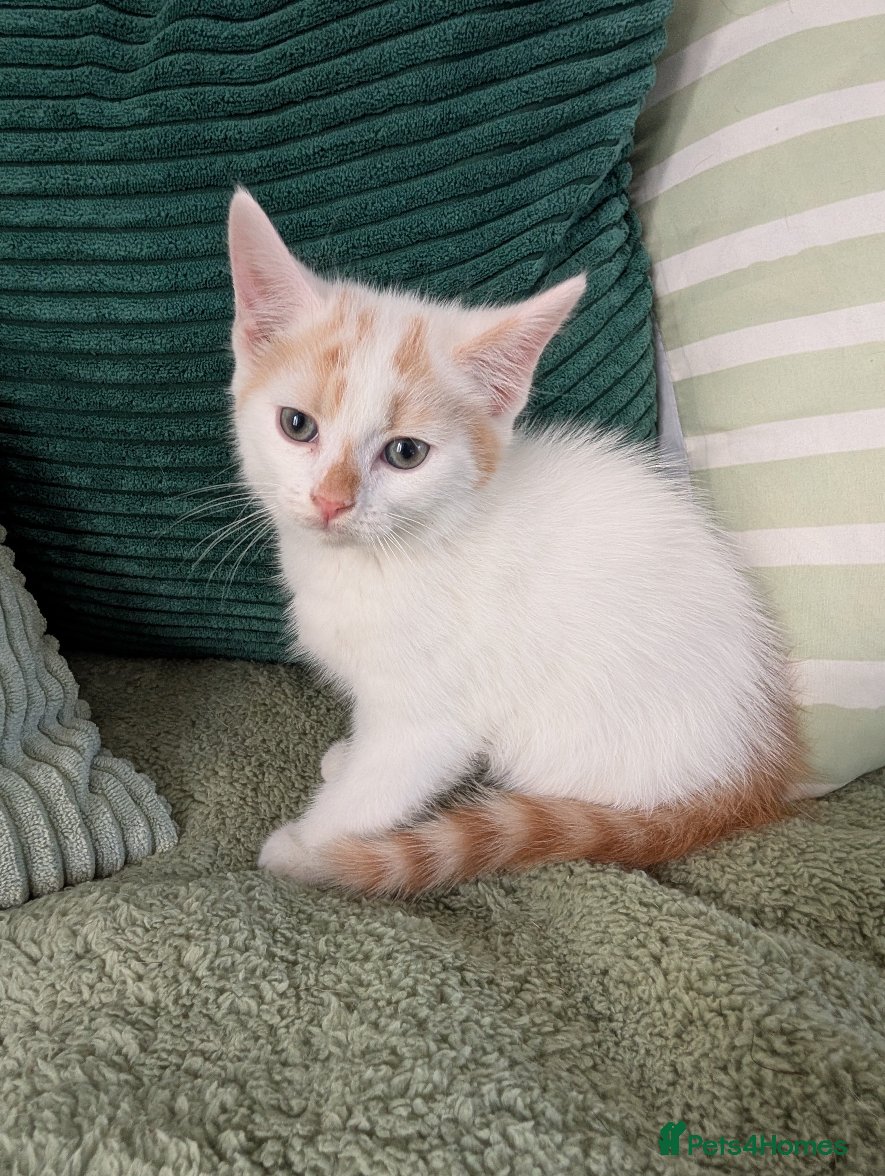 Mixed Breed cats Ready to Leave  - Advert 1