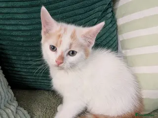 Mixed Breed cats Ready to Leave - Advert 1