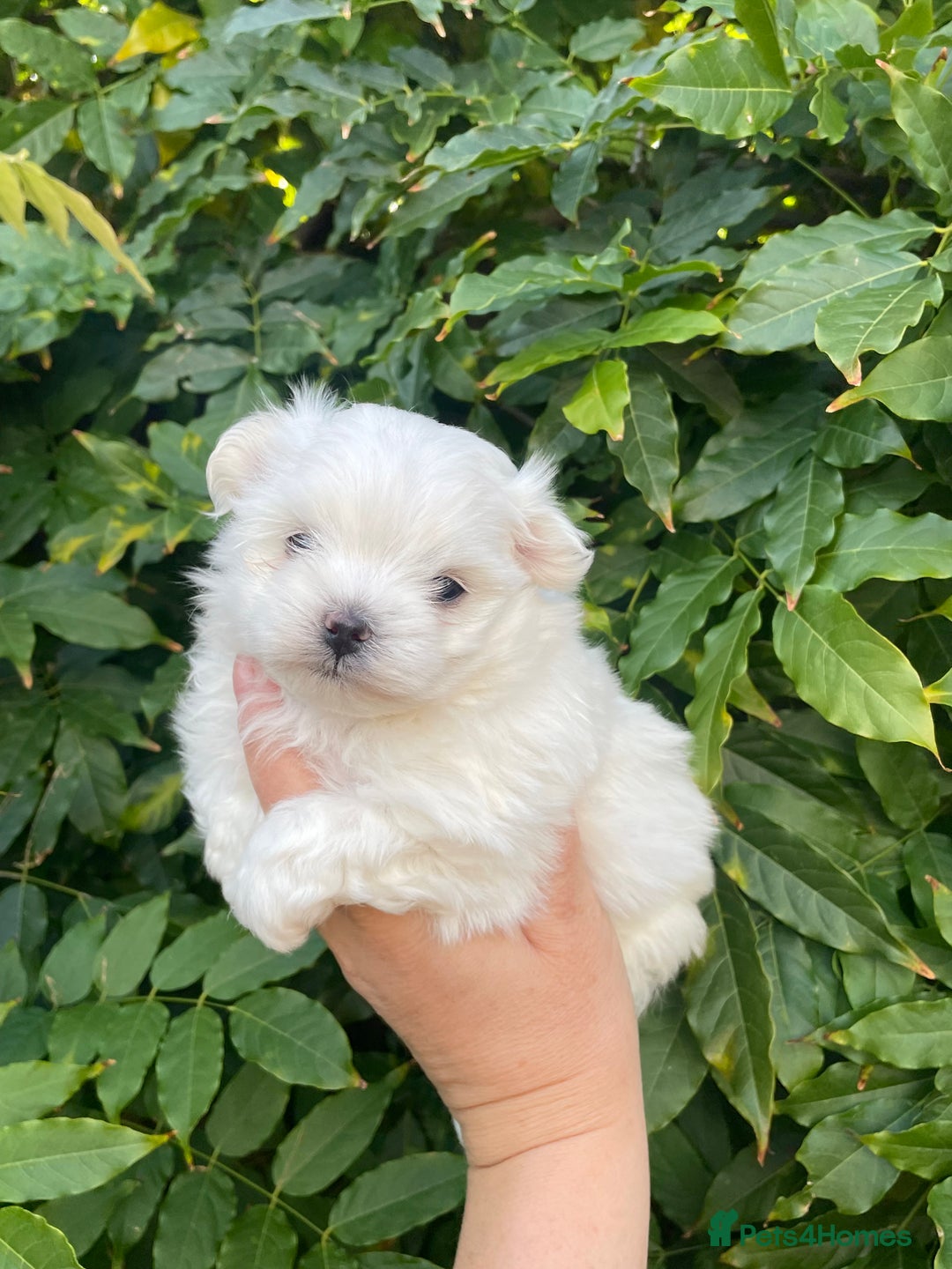 Maltese dogs for sale: Tiny Maltese Girl – Kennel Club Reg. - Image 12