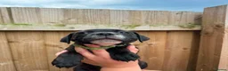 Staffordshire Bull Terrier dogs for sale: READY NOW KC Staffordshire Bull Terrier - Advert 13