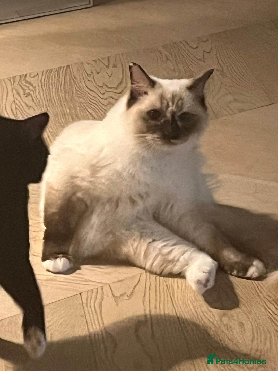 Mixed Breed cats for sale: Black & White Tuxedo Cat Looking for a Loving Home - Advert 5