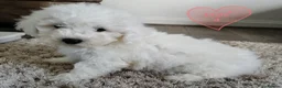 Bichon Frise dogs for sale: Bichon Frise Puppies in Llandysul - Advert 2