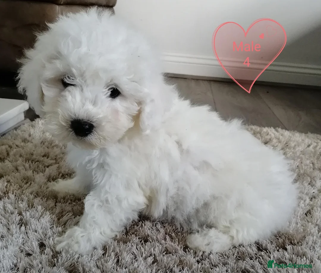 Bichon Frise dogs for sale: Bichon Frise Puppies in Llandysul - Advert 2