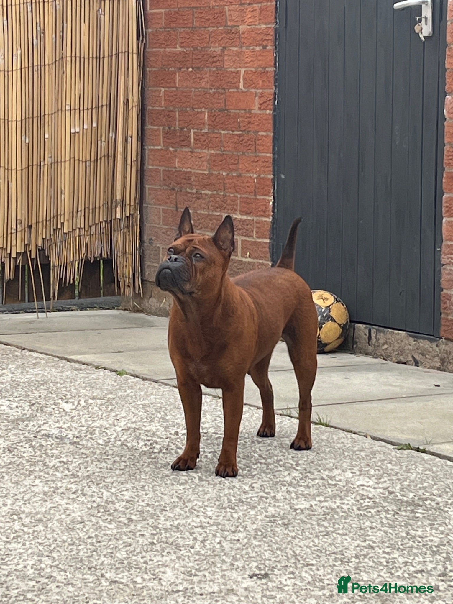 Chinese Red Dog dogs Chongqing dog 4 years old - Advert 8