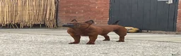 Chinese Red Dog dogs for sale: Chongqing dog 4 years old - Advert 1