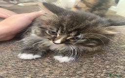 Mixed Breed cats for sale: 3 female and 1 male kitten for sale  - Image 4