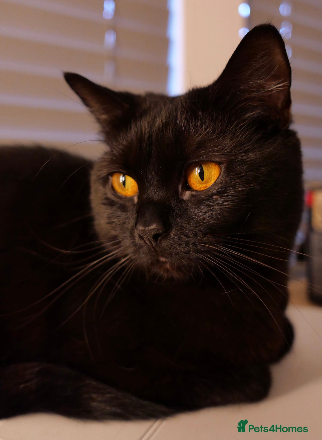 British Shorthair cats for sale: GCCF Registered British Shorthair Kittens -Cardiff - Advert 17