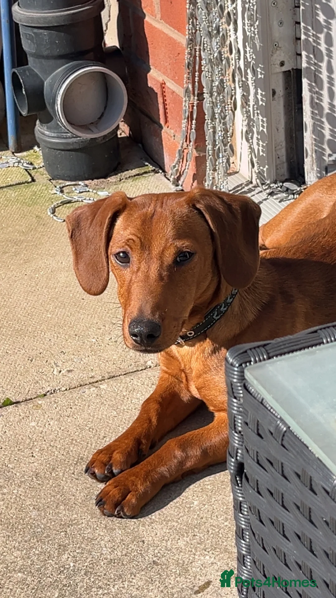 Mixed Breed dogs for sale: Dachshund cross - Advert 2