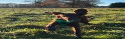 Irish Setter dogs for sale: Quality IRISH SETTER Puppies - Advert 12