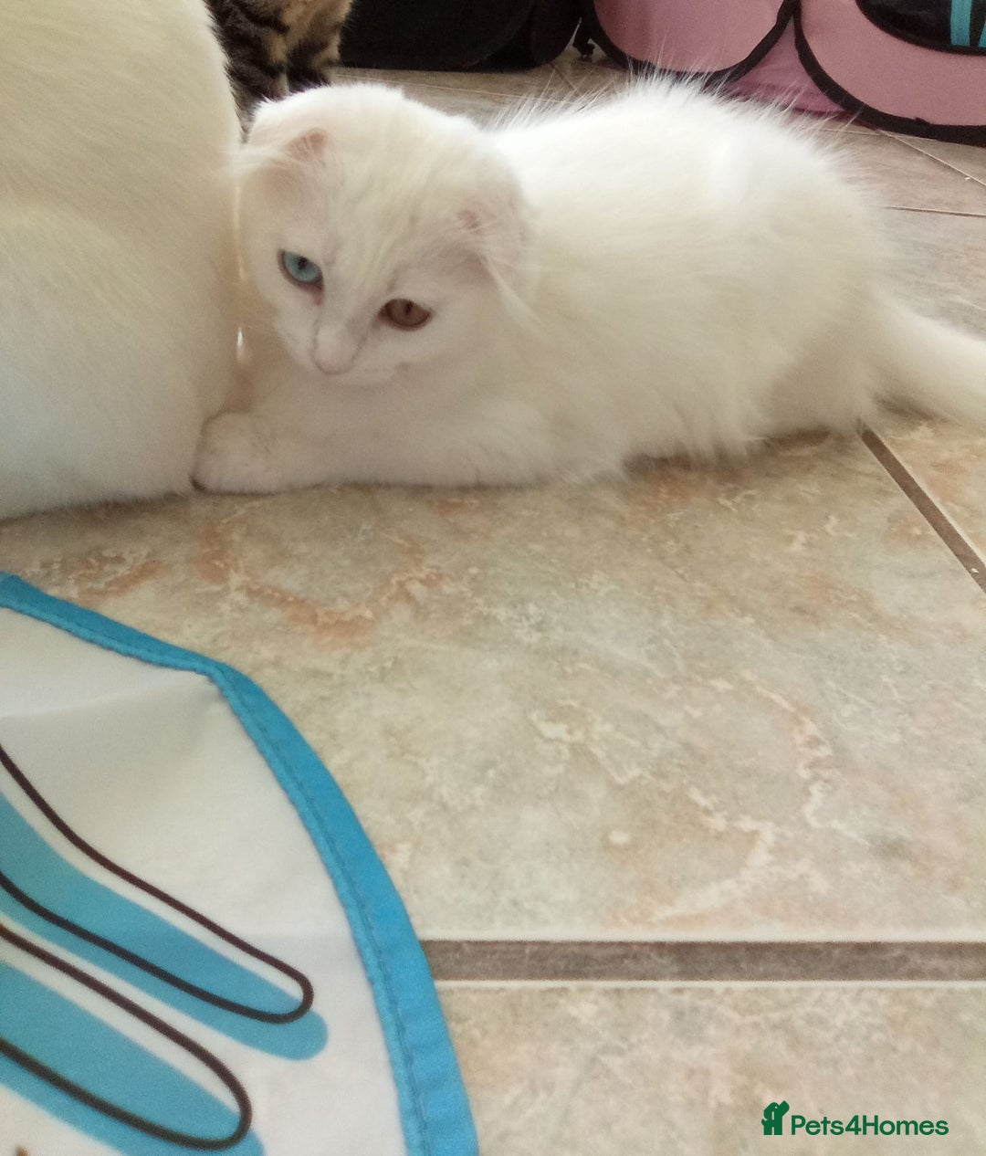 Scottish Fold cats for sale: ready now for there forever homes - Image 16