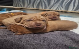 Dogue De Bordeaux dogs for sale: Dogue De Bordeaux Puppies-Champion Bloodlines - Image 7