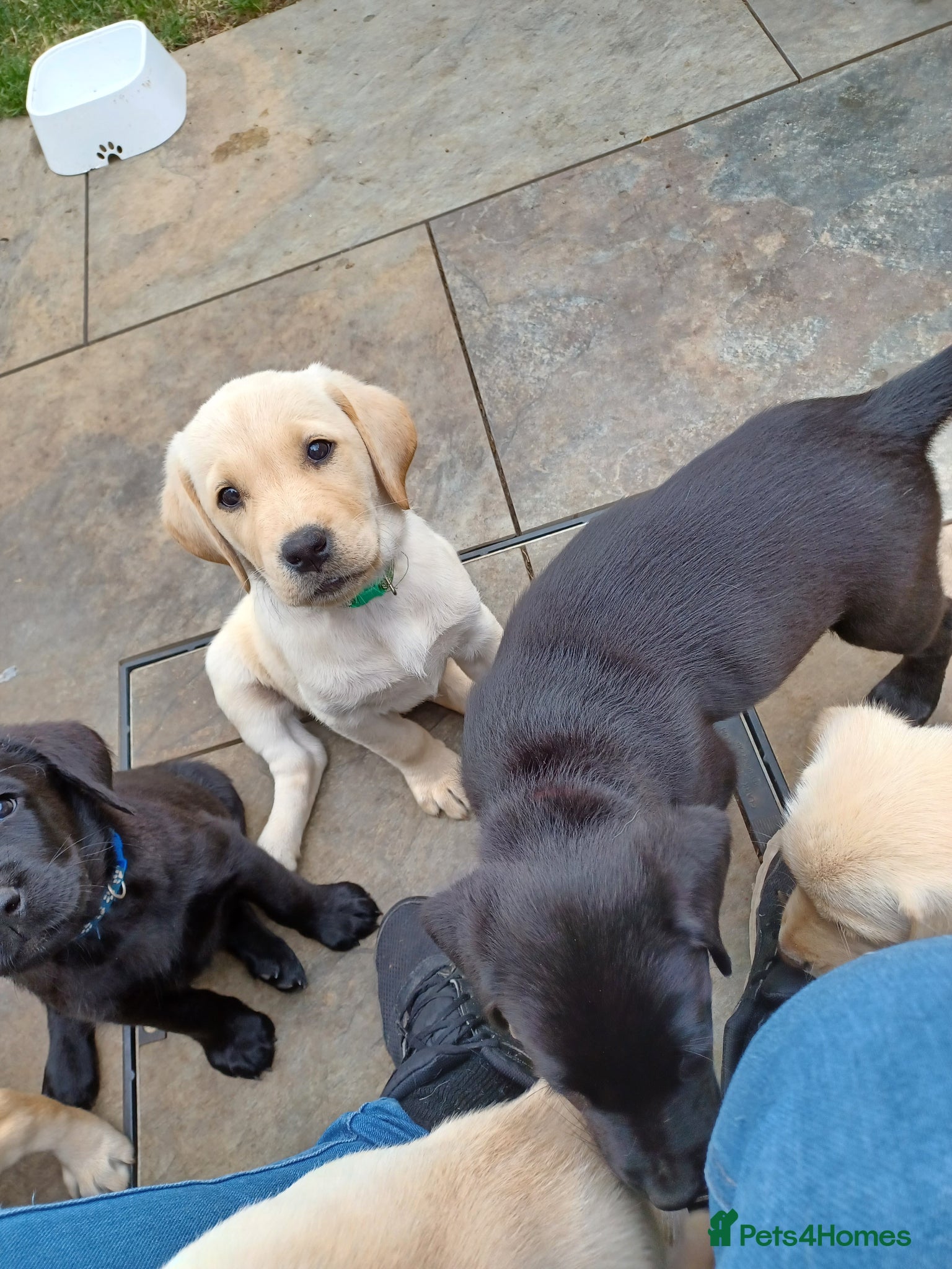 Labrador Retriever dogs for sale: Last golden girl looking for her forever home - Advert 14