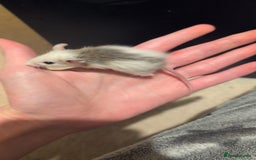 Mouse rodents for sale: Super tame handled African soft fur mice  - Image 18