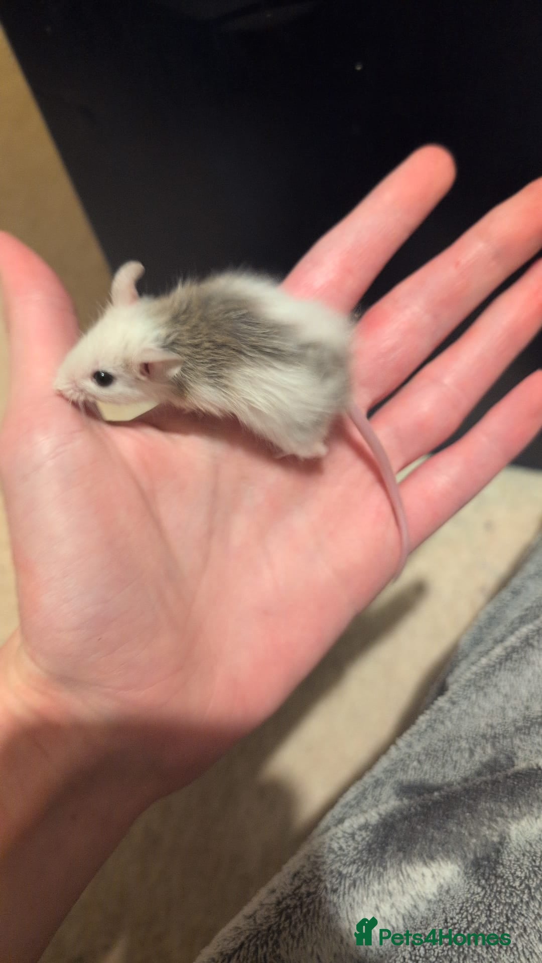 Mouse rodents for sale: Super tame handled African soft fur mice  - Image 18