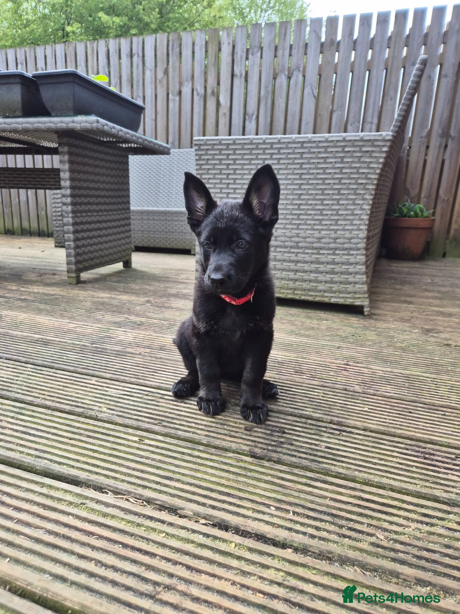 German Shepherd dogs German Shepherd Pups - Advert 10
