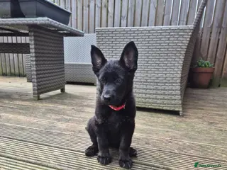 German Shepherd dogs German Shepherd Pups - Advert 2