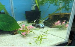 Bettas fish for sale: Tropical fish,betta samurai,angels,kribs,bn plecos - Image 6
