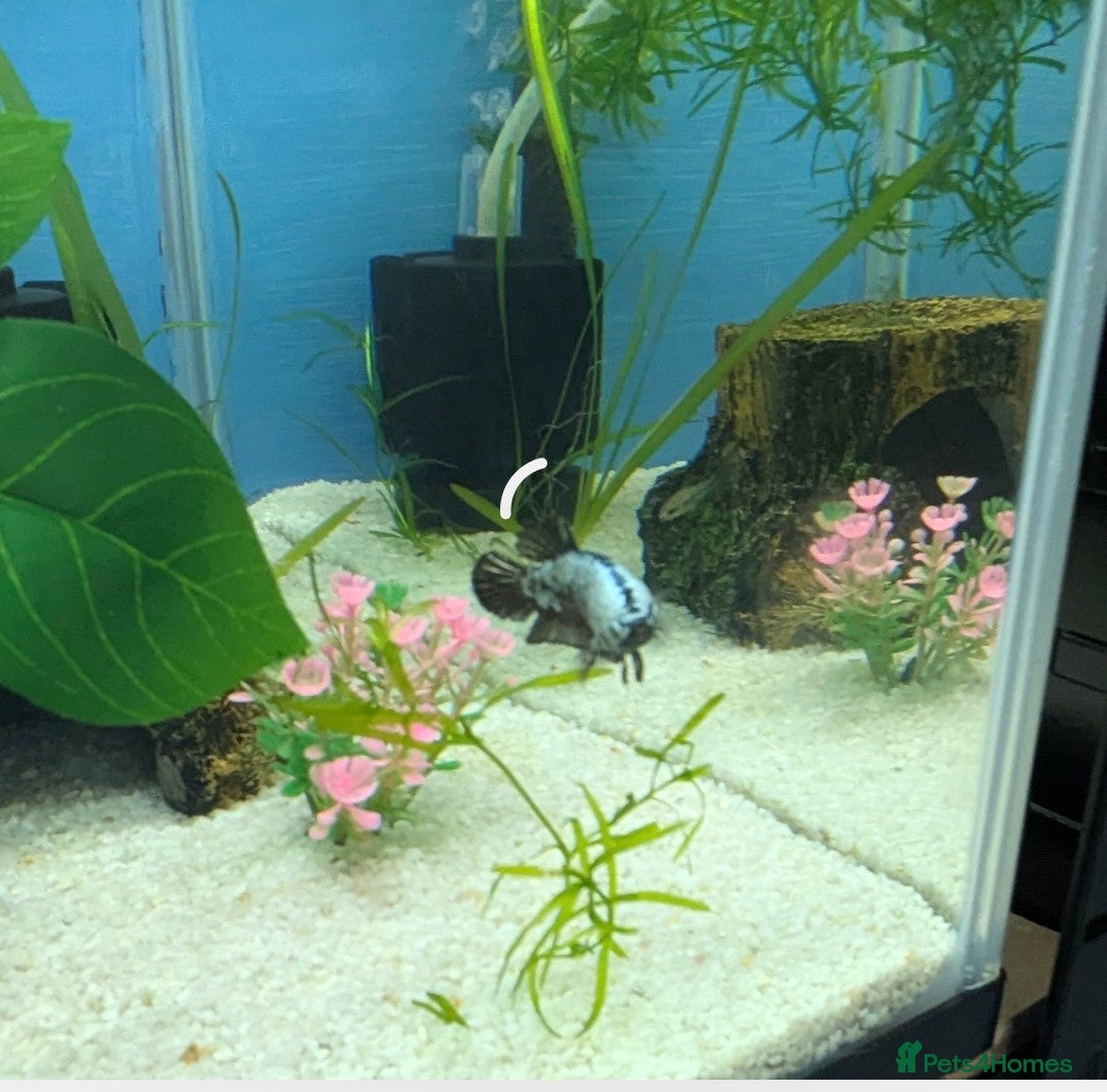 Bettas fish for sale: Tropical fish,betta samurai,angels,kribs,bn plecos - Image 6