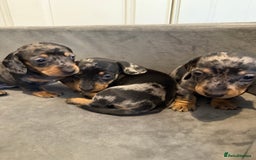 Miniature Dachshund dogs for sale: Miniature Dachshunds Dapple - Image 3