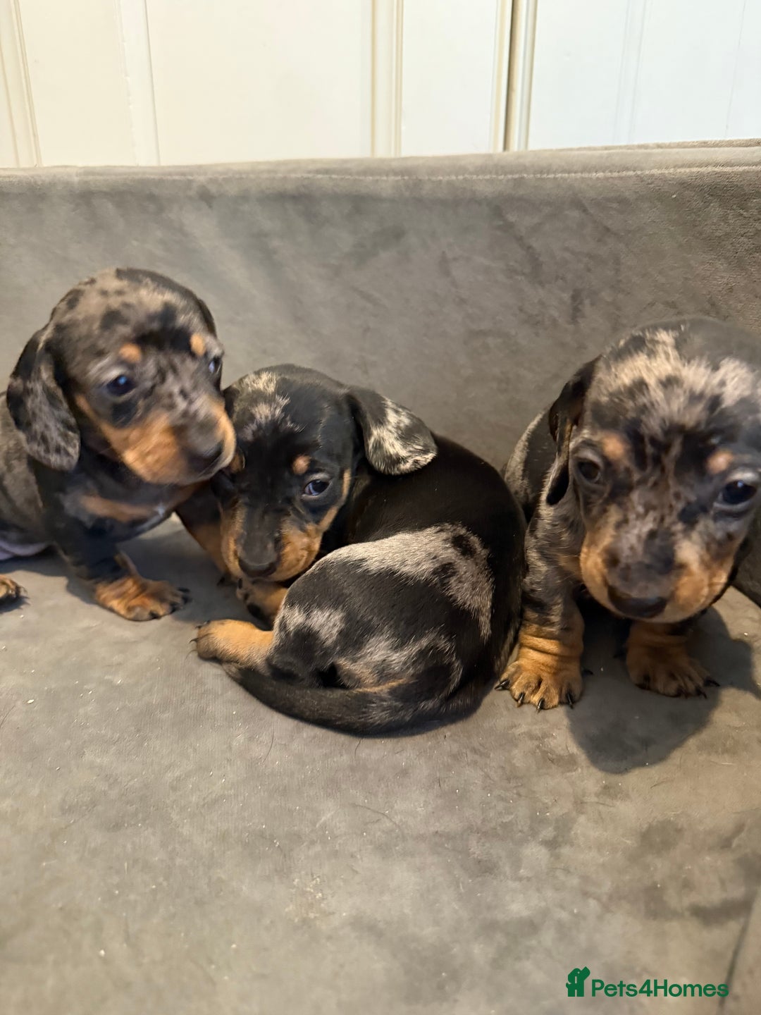 Miniature Dachshund dogs for sale: Miniature Dachshunds Dapple - Image 3