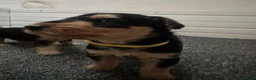 Airedale Terrier dogs for sale: Airedale Terrier Puppies in Cambridge - Advert 3