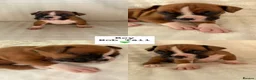 Boxer dogs for sale: Outstanding Litter of KC Reg Flashy Boxer Puppies - Advert 7