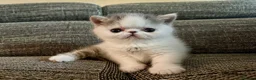 Exotic cats for sale: Outstanding Exotic Shorthair Kittens - Advert 10