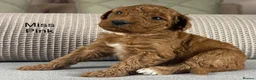 Double Doodle dogs for sale: A REALLY EXCITING MIX OF BREEDS. GORGEOUS!!! - Advert 35