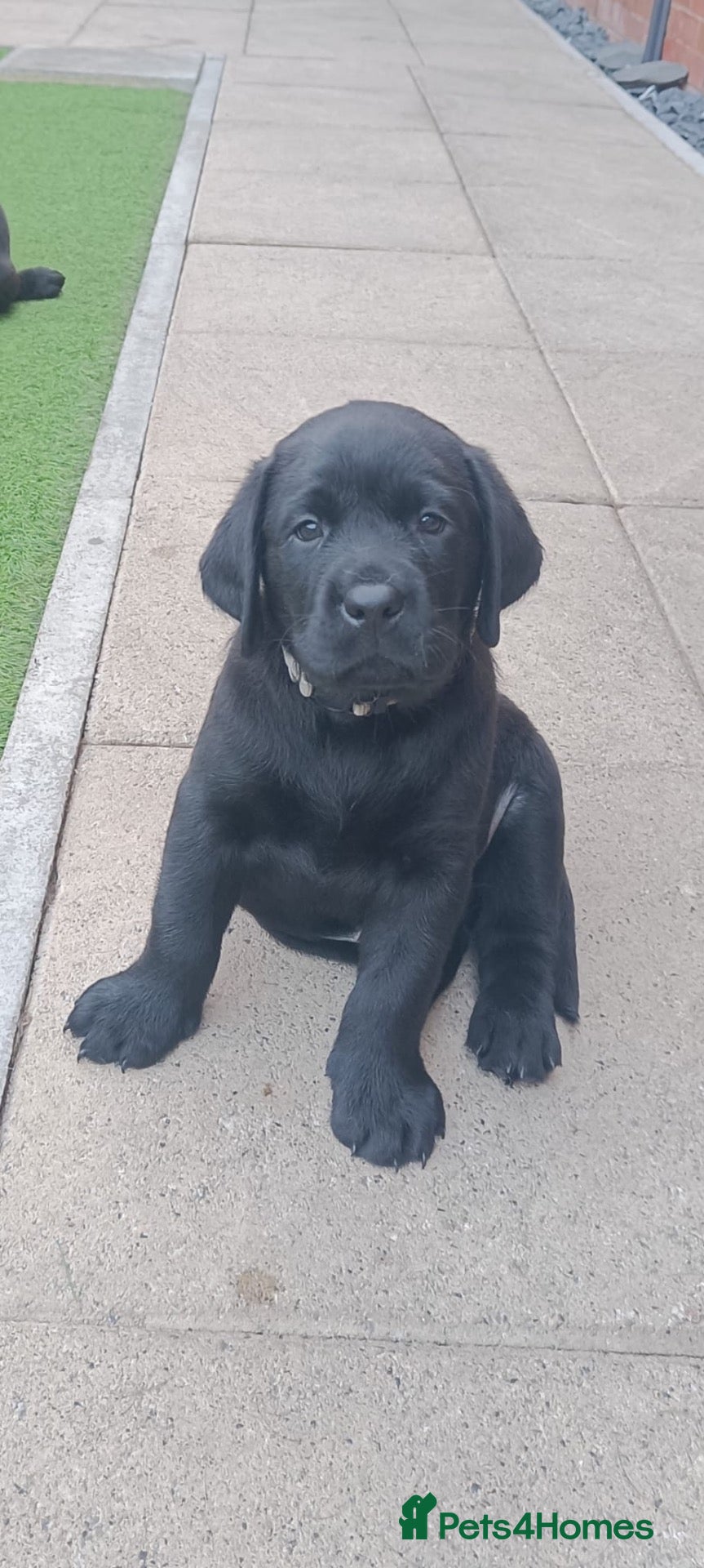 Labrador Retriever dogs Kc registered Black Labrador puppies for sale  - Advert 5