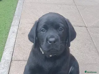 Labrador Retriever dogs Kc registered Black Labrador puppies for sale - Advert 5
