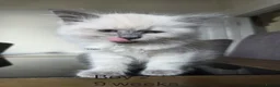 Ragdoll cats for sale: 5 beautiful Ragdoll kittens in Morecambe - Advert 10