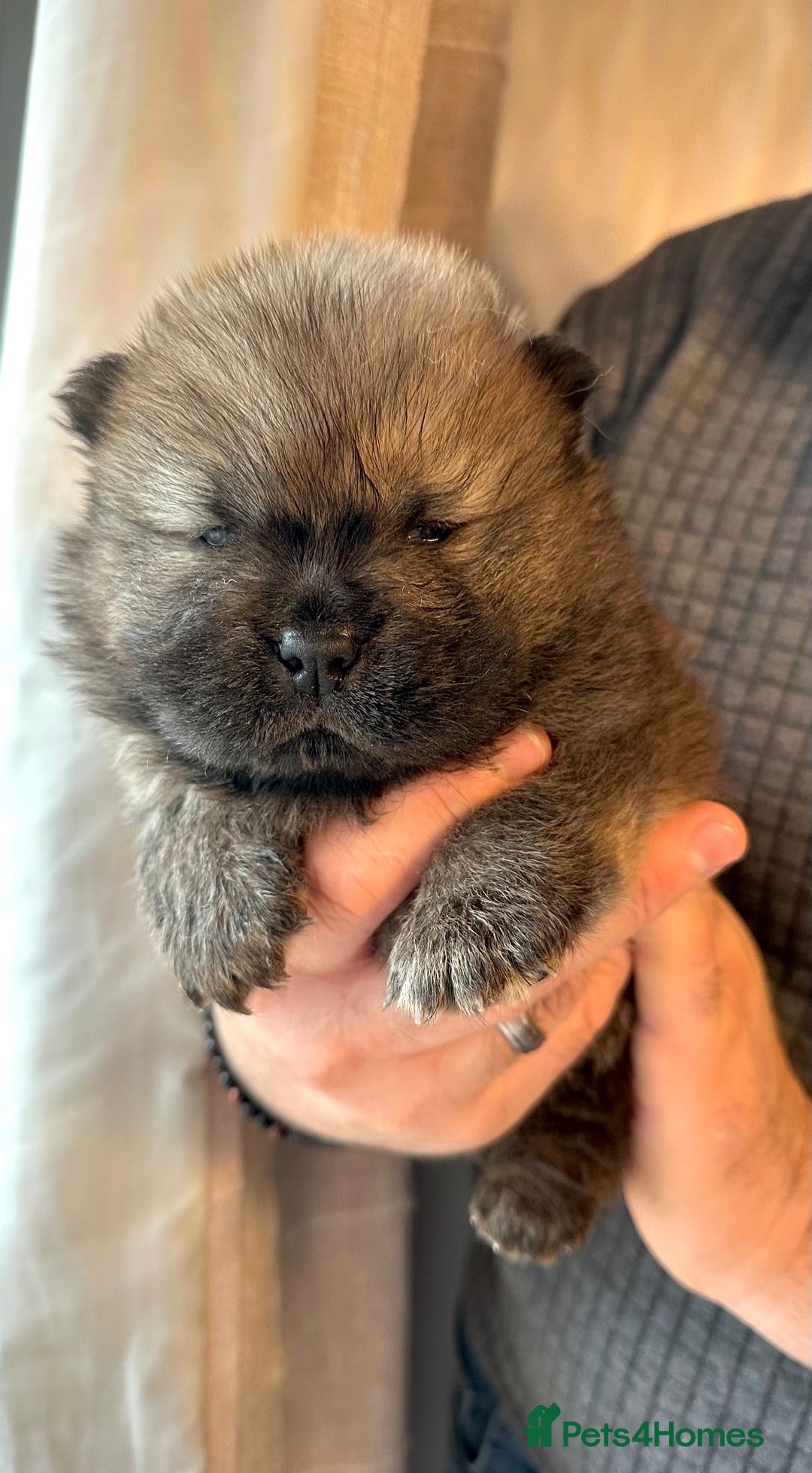 Chow Chow dogs for sale: Stunning KC registered Chow Chow puppies  - Advert 14