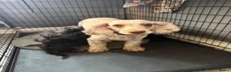 Cockapoo dogs for sale: Cockapoo puppies - Advert 2