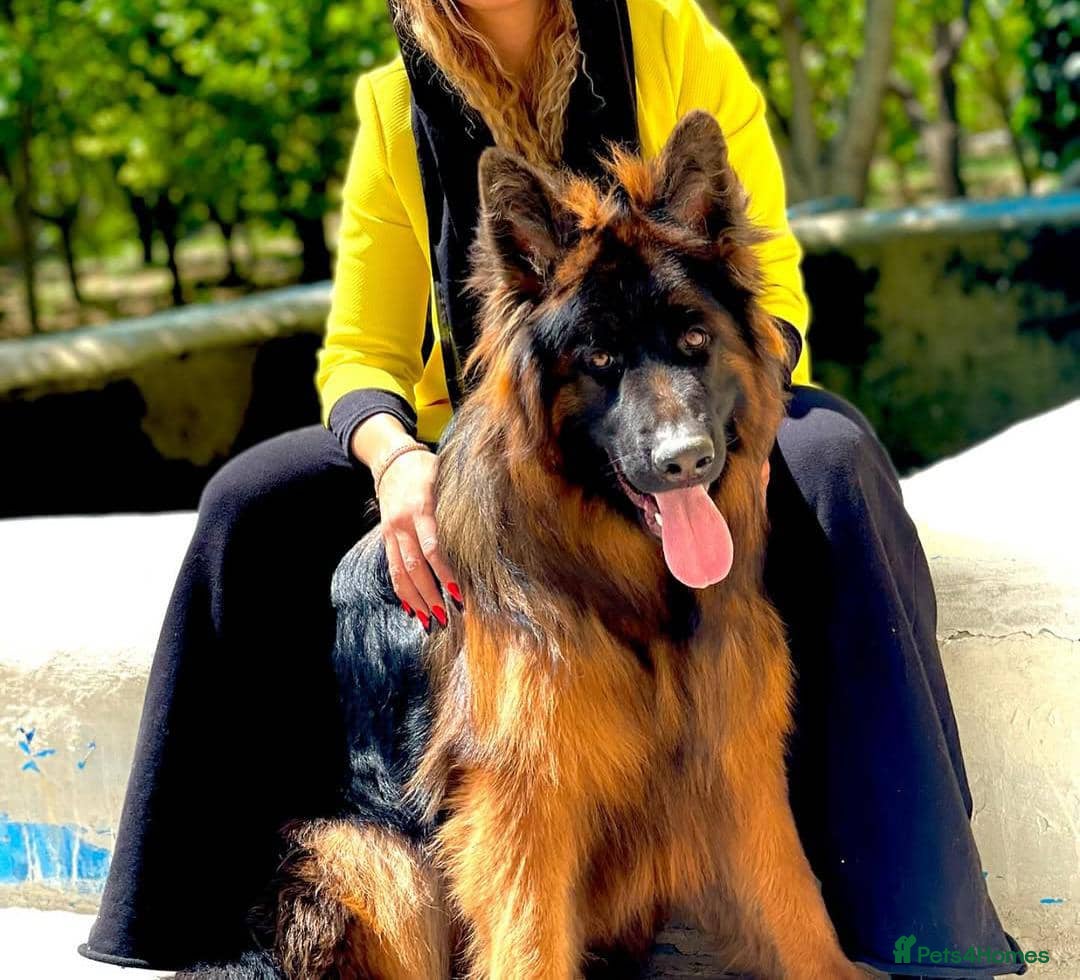 German Shepherd dogs for sale: 🐾🖤 Beautiful German Shepherd Pups for Sale 🐶✨ - Image 6