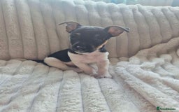 Jack Russell dogs for sale: Jack Russell puppy  - Image 2