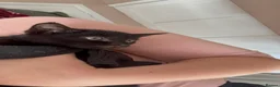 Mixed Breed cats for sale: 12 Kittens - Black/Black&White - Males/Females - Advert 11