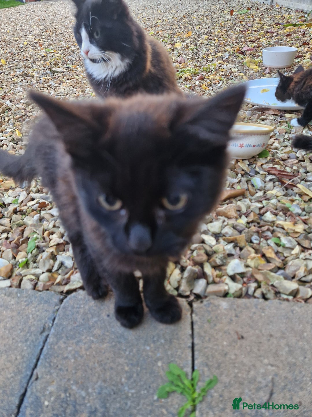 British Longhair cats for sale: Kittens Looking for Loving Homes 🐾 30£ - Image 6